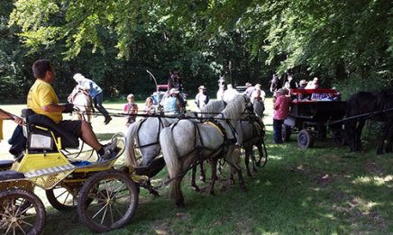 paard en wagen