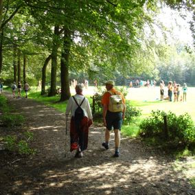 Wandelen in het bos